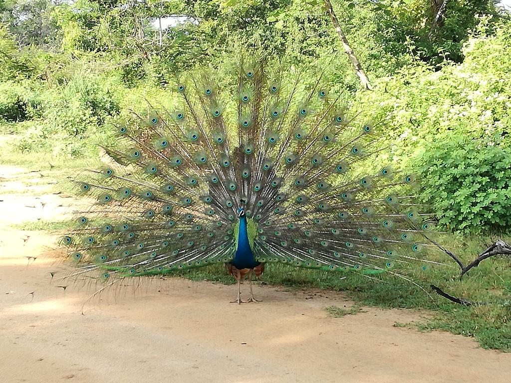 Induwara Safari Resort Udawalawe Esterno foto