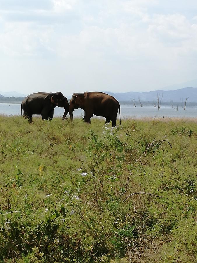 Induwara Safari Resort Udawalawe Esterno foto